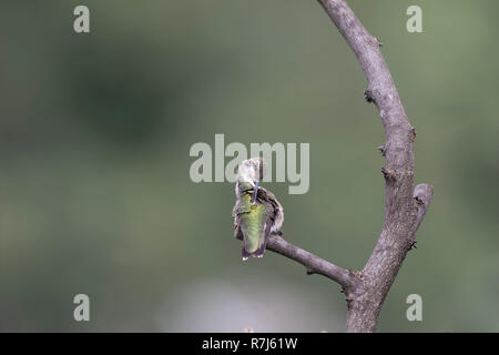 Ruby-Throated Hummingbird Preening Stock Photo - Alamy