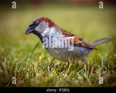 Male house sparrow (Passer domesticus) looking for food