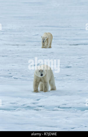Two Polar Bears, adult and young, turning in circles and observing each other, Svalbard Archipelago, Norway Stock Photo