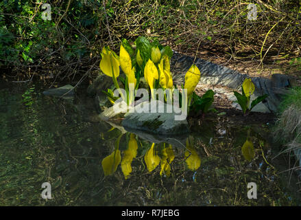 Yellow skunk cabbage, lysichiton americanus growing at side of pond Stock Photo