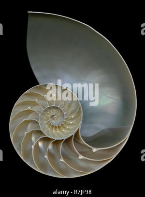 The stunning logarithmic spiral within a nautilus shell. This species is now threatened due to its collection for souvenirs and collectibles Stock Photo