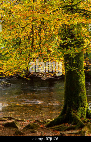 Tree in autumn colours at Betws-y-Coed, Snowdonia National Park, North Wales Stock Photo