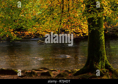 Tree in autumn colours at Betws-y-Coed, Snowdonia National Park, North Wales Stock Photo