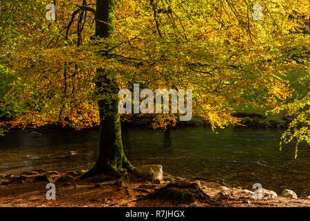 Tree in autumn colours at Betws-y-Coed, Snowdonia National Park, North Wales Stock Photo