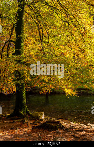 Tree in autumn colours at Betws-y-Coed, Snowdonia National Park, North Wales Stock Photo