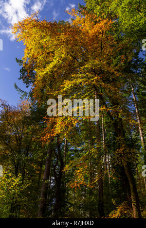 Trees in autumn colours at Betws-y-Coed, Snowdonia National Park, North Wales Stock Photo