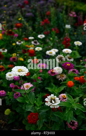 zinnia,zinnias,single,double,white,pink,purple,red,orange,mix,mixed,bed,border,garden,flower,flowers,RM Floral Stock Photo