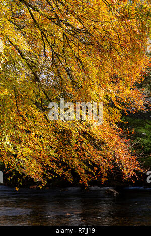 Tree in autumn colours at Betws-y-Coed, Snowdonia National Park, North Wales Stock Photo