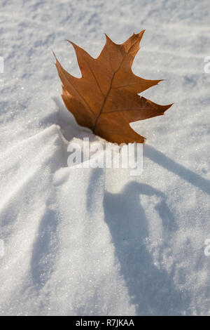 A solo Oak Leaf on a background of windblown​ snow. Stock Photo