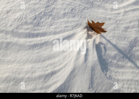 A solo Oak Leaf on a background of windblown​ snow. Stock Photo