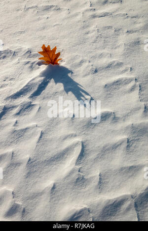 A solo Oak Leaf on a background of windblown​ snow. Stock Photo