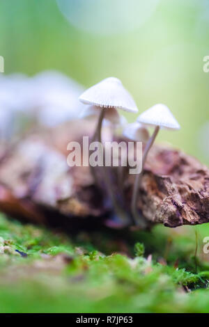 A group of poisonous mushrooms (fungus, toadstools) and moss on rotten stump Stock Photo