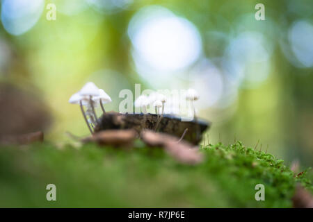A group of poisonous mushrooms (fungus, toadstools) and moss on rotten stump Stock Photo