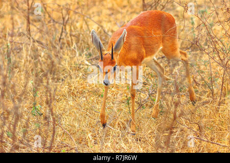 Male of Dik Dik standing in grassland nature, dry season. Kruger National Park in South Africa. The Dik-Dik is a small antelopes of genus Madoqua. Kirk's specie. Stock Photo