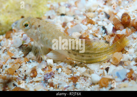 Rusty Blenny, Black Sea Blenny (Parablennius sanguinolentus), whitebait, Black Sea, Crimea, Ukraine Stock Photo