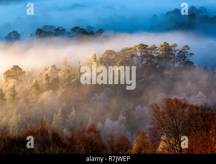 Early morning sunshine breaking through the morning mist over the pine forest in Glen Affric, Scotland Stock Photo