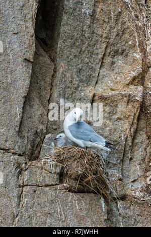 Black-legged Kittiwakes (Rissa tridactyla), adult and chick perched on the nest, Chukotka, Russia Stock Photo