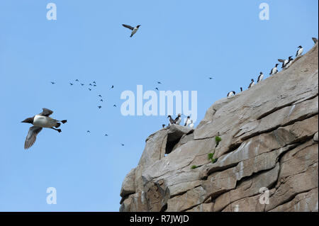 Thick-billed Murres (Uria lomvia) perched on cliffs, Chukotka, Russia Stock Photo