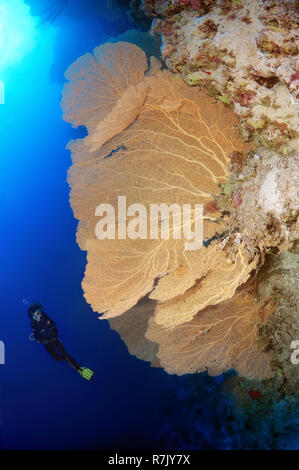 Diver looking at Venus fan, Venus sea fan, common sea fan, West Indian ...