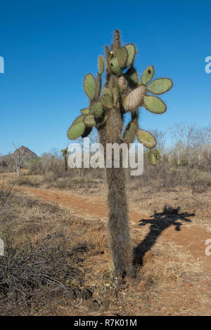 Giant Prickly Pear cactus (Opuntia sp.), Dragon Hill, Santa Cruz Island, Galapagos Islands, Unesco World Heritage Site, Ecuador