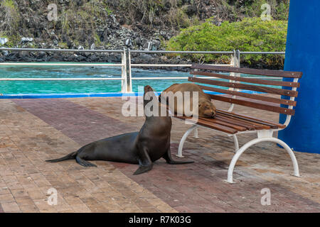 Galápagos sea lions (Zalophus wollebaeki) resting on and beside a bench, Puerto Ayora, Santa Cruz Island, Galapagos Islands Stock Photo