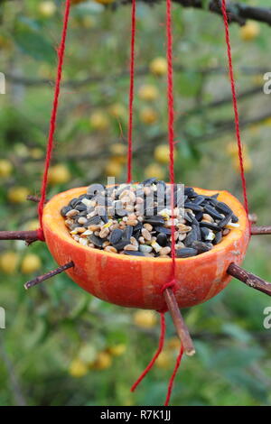 Homemade pumpkin bird feeder stuffed with seeds in an autumn garden, UK Stock Photo