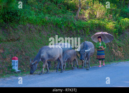 Vietnamese farmer in the countrside near Ha Giang Vietnam Stock Photo