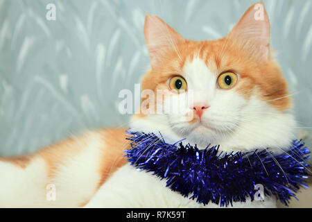 Funny red and white cat with christmas tinsel decoration Stock Photo