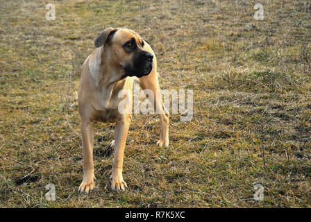 Kane-korso is a breed of dogs, one of the oldest representatives of the  Molossian group. Ancient Roman fighting dogs are considered official  ancestors Stock Photo - Alamy