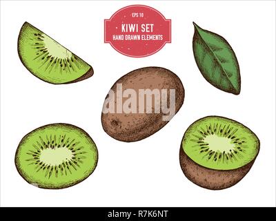 Vector collection of hand drawn colored  kiwi Stock Vector
