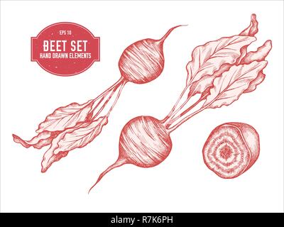 Vector collection of hand drawn pastel beet Stock Vector
