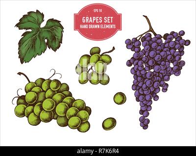 Vector collection of hand drawn colored  grapes Stock Vector