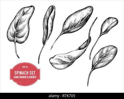Vector collection of hand drawn black and white spinach Stock Vector