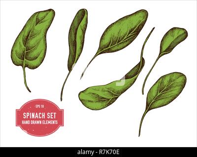 Vector collection of hand drawn colored  spinach Stock Vector