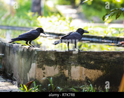Jungle crow (large-billed crow, thick-billed crow), widespread Asian species of crow, is very adaptable to wide ranges of food sources, making it capa Stock Photo
