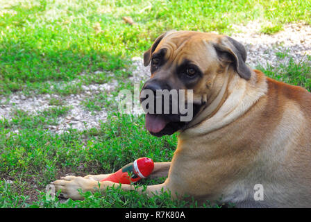 Kane-korso is a breed of dogs, one of the oldest representatives of the  Molossian group. Ancient Roman fighting dogs are considered official  ancestors Stock Photo - Alamy