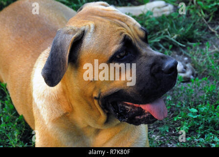 Kane-korso is a breed of dogs, one of the oldest representatives of the  Molossian group. Ancient Roman fighting dogs are considered official  ancestors Stock Photo - Alamy