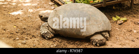 Animal: Burmese Black Tortoise (Manouria emys phayrei) or Burmese Mountain Tortoise lives mainly in moist tropical forest regions. It cannot tolerate  Stock Photo