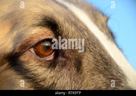 Closeup of a borzoi's head with focus on the right eye. Stock Photo