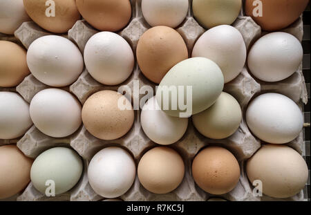 Herefordshire, UK. Free-range organic hens' eggs fresh from the farm, from different breeds of chicken Stock Photo