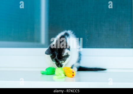 adorable black and white little cat pet playing on the window with colorful artificial mouse toys Stock Photo