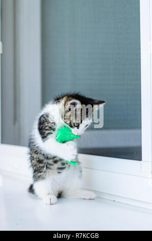 adorable black and white little cat pet playing on the window with colorful artificial mouse toys Stock Photo