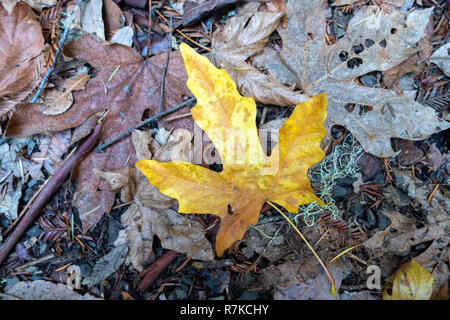 Fall color leaf on the forest floor, Purisima OSP, California Stock Photo
