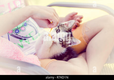 adorable black and white little cat lying on human legs Stock Photo