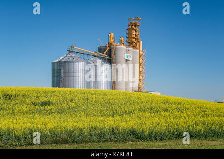 A G3 Canada inland grain handling facility with a blooming yellow canola field near Glenlea, Manitoba, Canada. Stock Photo