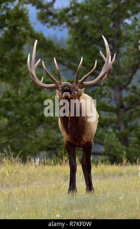 A large bull elk  'Cervus elaphus'; scenting for a female in the ruting season in Jasper National Park Alberta Canada Stock Photo