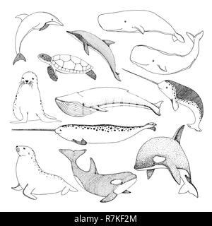 Sketch various sea creatures. Turtle, whale, walrus, dolphin and others. Vector Stock Vector