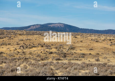 Heard of the rare Pronghorn Antelope in the wild at the California Oregon border in Modoc County. These animals are the second fastest in the world, b Stock Photo