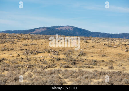 Heard of the rare Pronghorn Antelope in the wild at the California Oregon border in Modoc County. These animals are the second fastest in the world, b Stock Photo