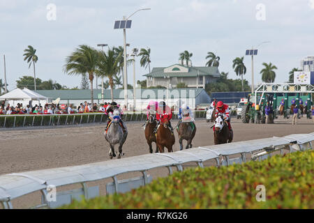 Hallandale Beach, FL, USA. 8th Dec, 2018. December 8, 2018 : Scenes from Clasico del Caribe Stakes Day at Gulfstream Park on December 8, 2018, in Hallandale Beach, FL. Liz Lamont/ESW/CSM/Alamy Live News Stock Photo